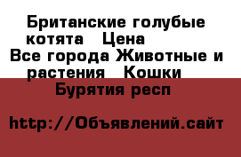 Британские голубые котята › Цена ­ 5 000 - Все города Животные и растения » Кошки   . Бурятия респ.